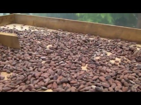 préparation du chocolat depuis la fève de cacao (costa rica, mastatal)