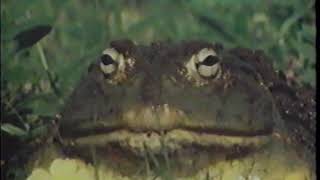 Cold Blooded Creatures  - Discovery Channel  - Commercial (1991)