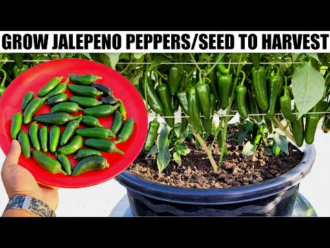 How To Grow Jalapeno Peppers | SEED TO HARVEST