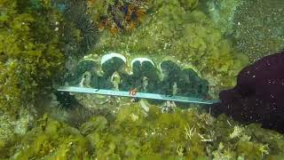 1090331七美漁業資源保育區水下探測拍攝 -3