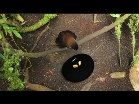 L'incredibile e incantevole corteggiamento della paradisea🦜🦚