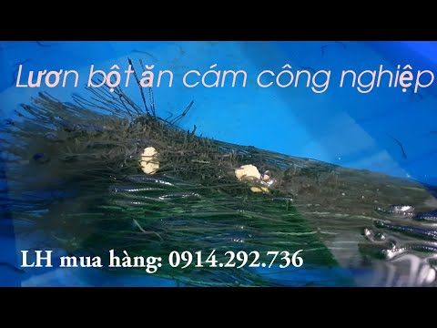 Lươn bột ăn thức ăn công nghiệp | 0914.292.736