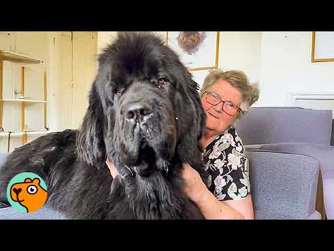 GIANT Newfies Act Like Puppies Around Grandma | Cuddle Buddies