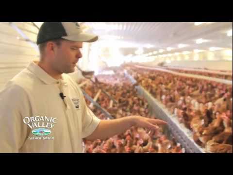 download lagu mp3 mp4 Organic Poultry Near Me, download lagu Organic Poultry Near Me gratis, unduh video klip Organic Poultry Near Me