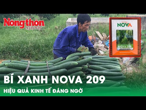 , title : 'Bí quyết chăm sóc mô hình trồng bí xanh Nova 209 đạt hiệu quả cao | Báo Nông Thôn Ngày Nay'