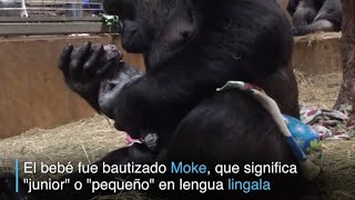 El parto de una gorila en el zoo de Washington