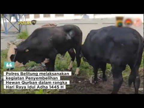 POLRES BELITUNG GELAR PEMOTONGAN HEWAN KURBAN