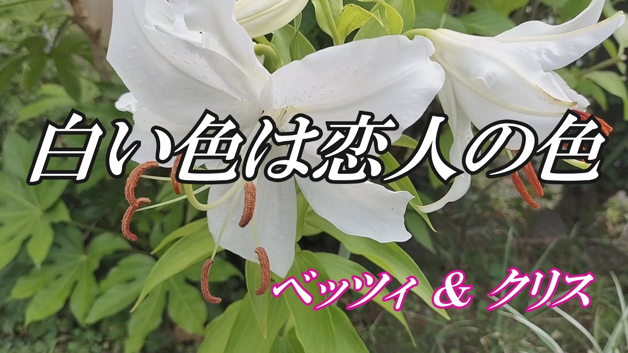 白い色は恋人の色 / ベッツィ ＆ クリス (歌詞入り)