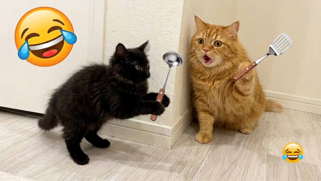 These Cats Have the Biggest Attitudes on the Internet! 😹| Ultimate Funny Cat Compilation 2026