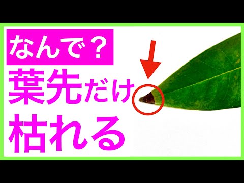 スパティフィラムの葉が黄色くなるのはなぜですか