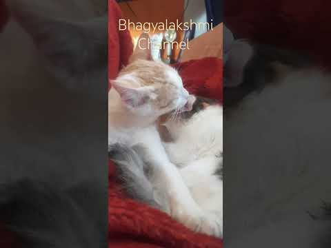 #kittens #cats #catbath #catlovers #catsleeping #animals #youtubeshorts