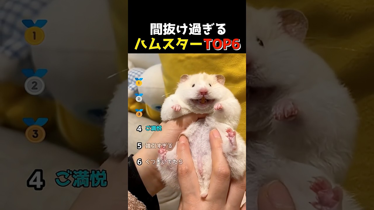 間抜け過ぎるハムスターたちTOP6
