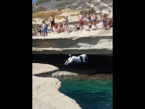 El perro que hace clavados