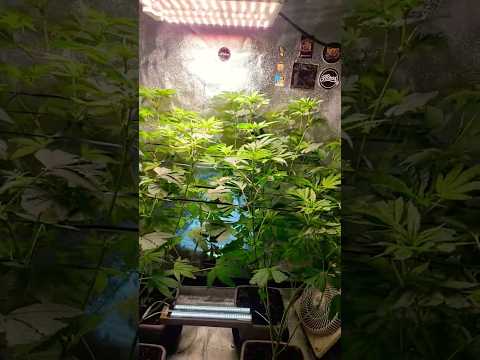 Day 52 100 watt led grow & Outdoor Autoflower #spiderfarmerled #sf1000 #garden #ytshorts