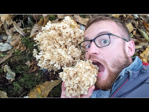 Cauliflower Mushroom Foraging & Cook | Berkshire, UK