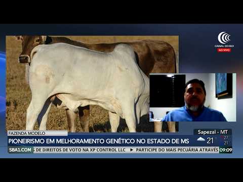 Pioneirismo da Fazenda Modelo é destaque na produção pecuária de Mato Grosso do Sul