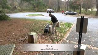 Australian Shepherd puppy dog training, Off Leash K9 Training, Maryland