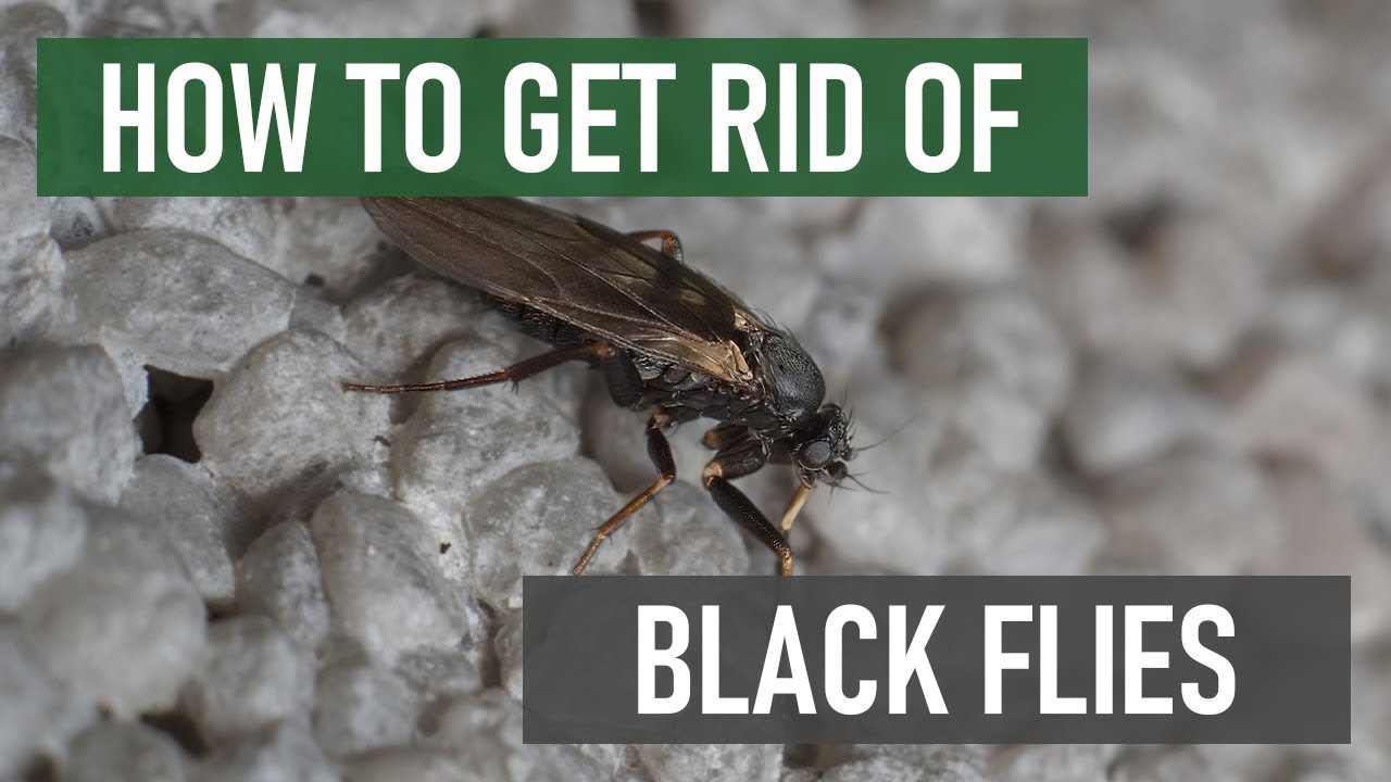 Black Fly Control: How to Get Rid of Black Flies