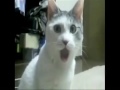 OMG Cat Hears The Thx Sound For The 1st Time
