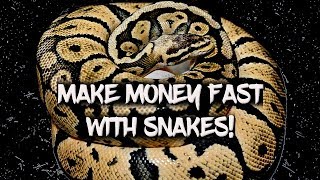 How to Make Money Fast with Ball Pythons!