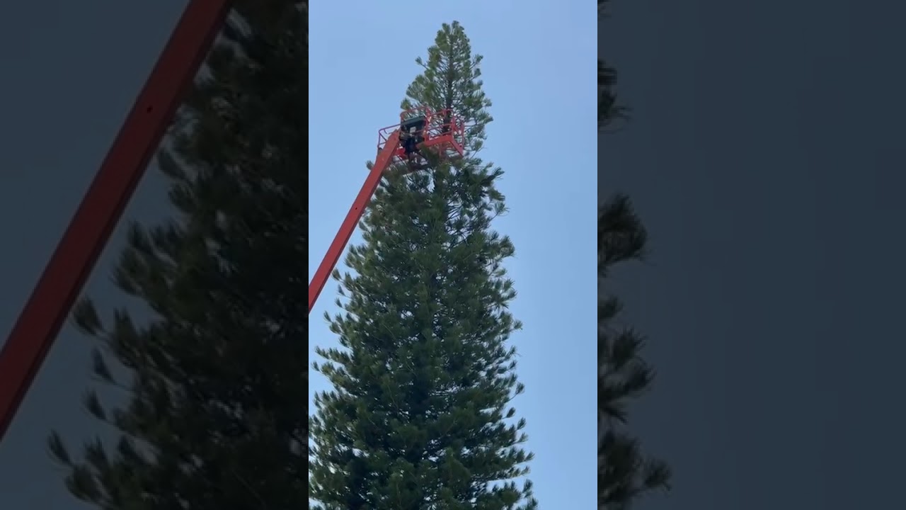 Tree Service of South Florida INC