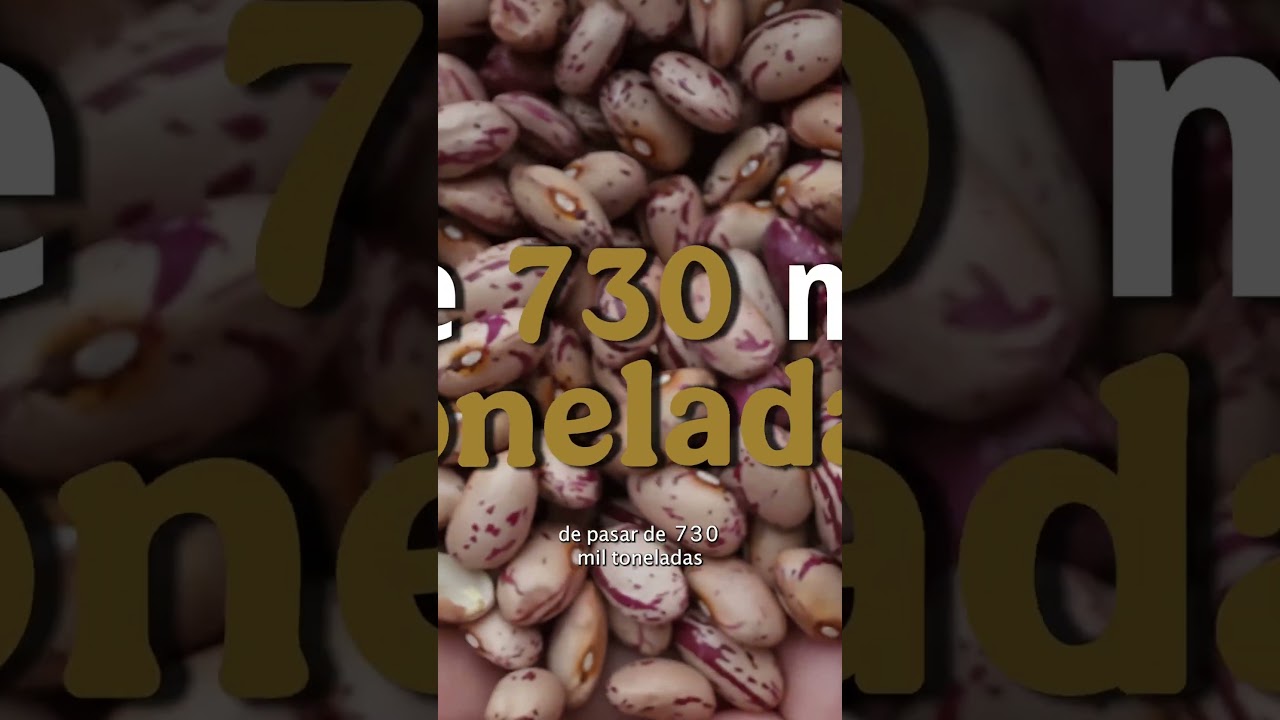 Un impulso a la producción de frijol mexicano