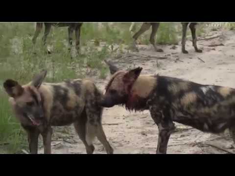 March 03, 2017- Wild Dogs with Brent Leo Smith