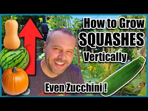 image-Is there a dwarf zucchini?