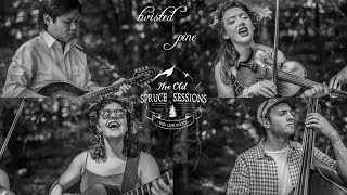 Twisted Pine &quot;Lucy in the Sky With Diamonds&quot; (The Old Spruce Sessions)