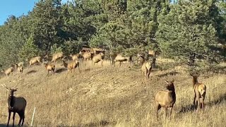 Elk herd crosses interstate, interrupting traffic