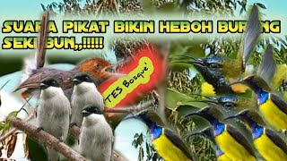 Download lagu SUARA PIKAT SOGON kombinasi PERENJAK||JINGJING BATU RIBUT#suarapikatsogon#suarapikatburcil mp3