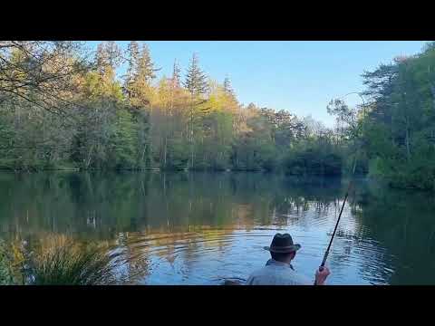 Mirror Carp In The Margins at The Old Estate Lake
