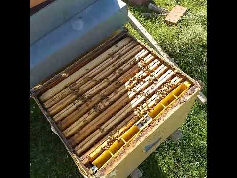 Ape nera sicula confronto alla Ligustica