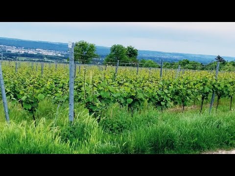 জার্মানিতে আঙুরের বাগানে একচক্কর ! Grape Garden in #Germany ! Fardina Youtuber #banglavlog