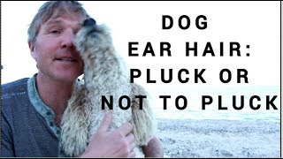 Dog Ear Hair: To Pull Or Not To Pull?