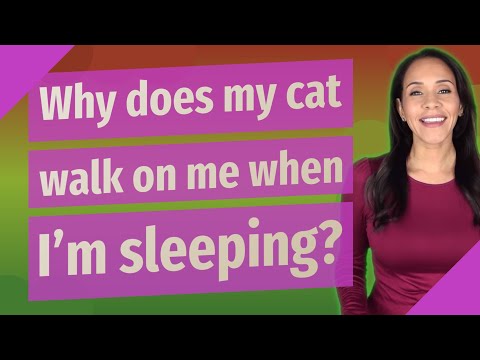 YouTube video about: Why does my cat walk on me?
