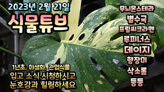 봄날 낮 날씨 같은 2월 21일 양재꽃시장 경매식물 입고 영상 시청 하시고 힐링하세요~  #양재꽃시장 #식물…