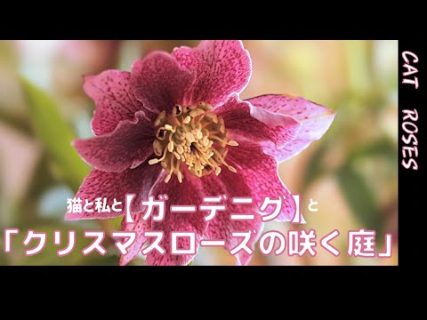 園芸 レンテンローズ、オリエンタルヘレボルス