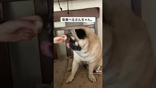 #犬#パグ#動物#しつけ#癒し#dog#pug