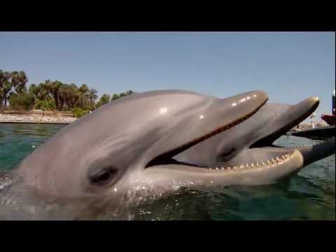 DELFÍN (Características, Tipos, Qué comen, Dónde viven...)