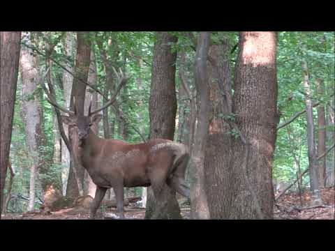 Hirschjagd in der Brunft |Hunterslife