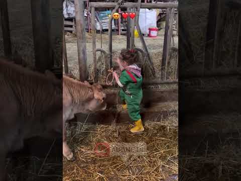 Küçük Ellerden Büyük Sevgi: Buzağıya Çocuk Şefkati#kastamonu #taşköprü #animals