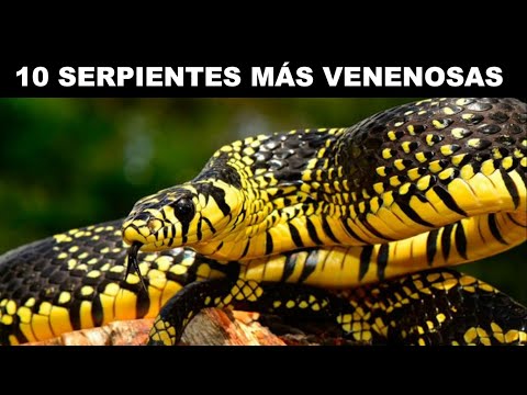THE 10 MOST POISONOUS SNAKES ON THE PLANET