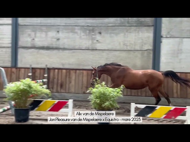 Cavalla BWP Cavallo da Sangue Belgio In vendita 2023 Baio ,  JON PLEASURE VAN DE MISPELAERE