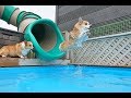 12 Corgis Swimming In The Pool