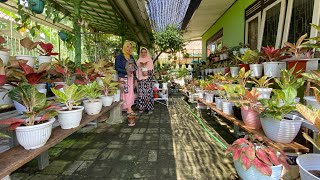 Download lagu Review lagi lapak aglonema milik ibu narko pensiunan guru, banyak koleksi yang baru.. mp3