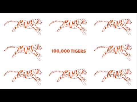 Tigers in Danger Awareness Animation - NCO