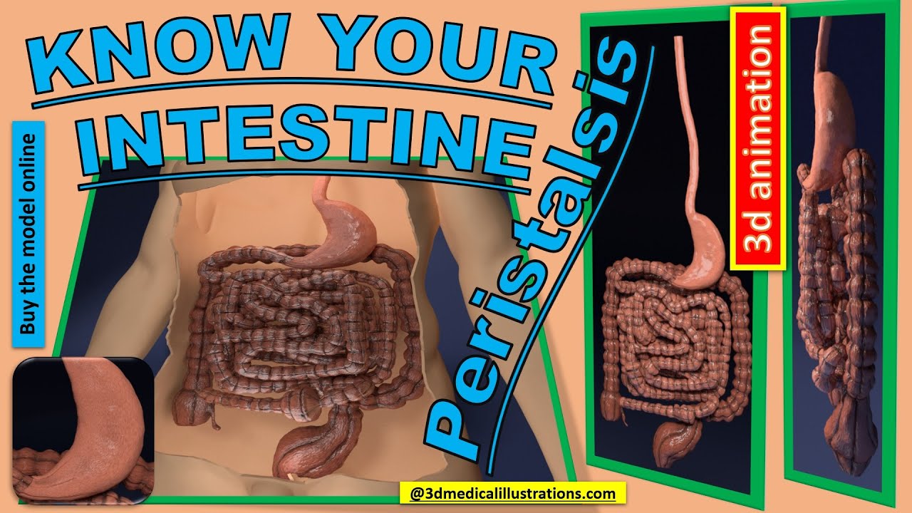 Intestine animated model 3D Model