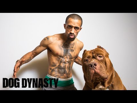 Hulk Ink - The World’s Biggest Pitbull Tattoo | DOG DYNASTY