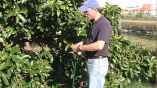 A06 Simmonds avocado watering in late winter-early spring